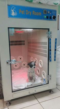 a dog in a pet dry room with lots of toilet paper