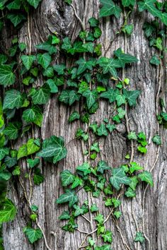 ivy growing on the bark of an old tree