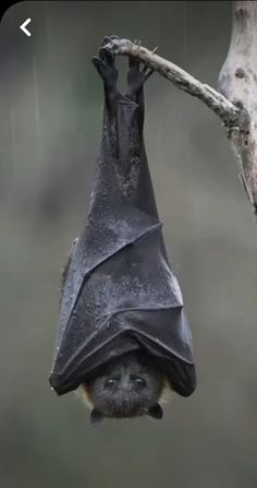 a bat hanging upside down on a tree branch