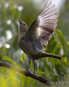 a small bird sitting on top of a tree branch with its wings spread wide open