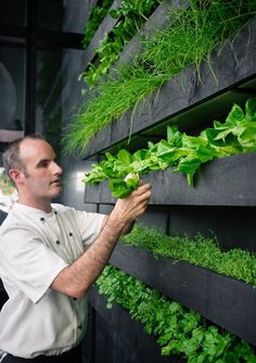 Indoor Garden Cafe, Green Coffe, Qt Hotel, Green Cities, Herb Garden Wall, Vertical Green Wall, Vertical Vegetable Gardens, Pasta Restaurants, Herb Wall