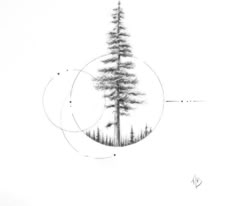 a pencil drawing of a pine tree in a circle