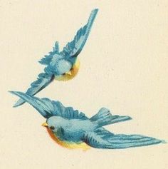 two blue birds flying side by side in the sky