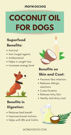 How To Use Coconut Oil On Dogs Foods Dogs Can Eat, Pet Remedies, Meds For Dogs, Painting Front Porch, Dog Medicine, Healthy Dog Treats Homemade