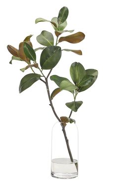 a plant in a glass vase filled with water