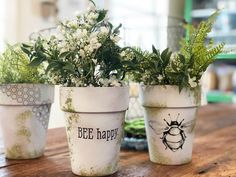 three potted plants with the words ice happy on them sitting on a wooden table