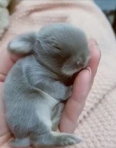 a person holding a small gray kitten in their hand and it's eyes closed