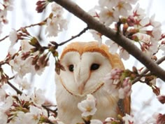 an owl is sitting in a tree with white flowers