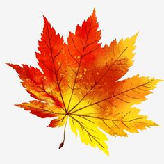 an orange and yellow leaf on a white background