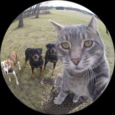 a cat and two dogs standing on top of a grass covered field next to a tree