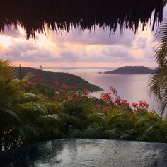 an outdoor swimming pool surrounded by tropical plants and flowers at sunset with the ocean in the background