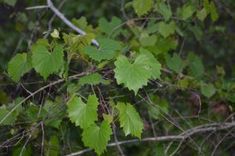 green leaves are growing on the branches of trees