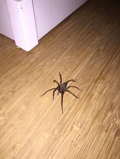 a large spider crawling on the floor next to a refrigerator