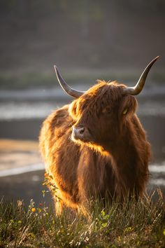 an animal with long horns standing in the grass by the water and looking off into the distance