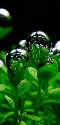 two water droplets sitting on top of green leaves