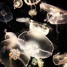 many jellyfish are swimming in the water