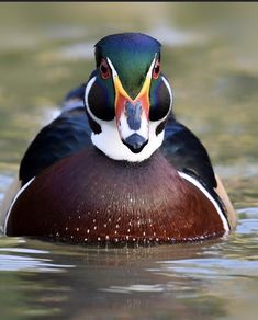 a close up of a duck in the water