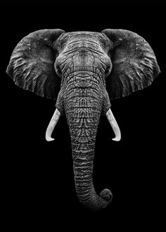 an elephant's head is shown in black and white