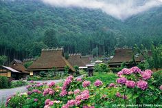 pink flowers are blooming in front of houses