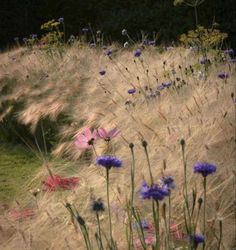 wildflowers and grasses blowing in the wind on a hillside