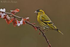 a small yellow and black bird perched on a branch with red flowers in the foreground