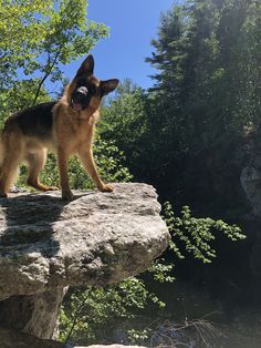 a dog standing on top of a large rock