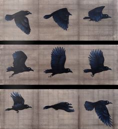 four different images of black birds in flight