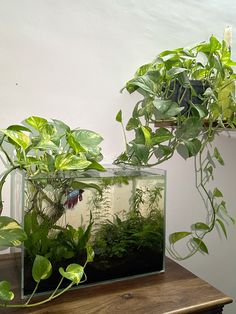 an aquarium filled with plants on top of a wooden table