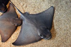 two brown and black stingfish laying on the ground