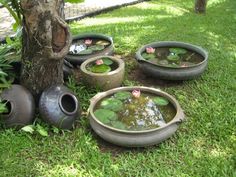 four planters are sitting in the grass near some water lillies and a tree