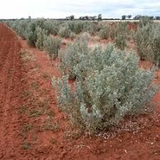 there is a small bush in the middle of this desert area with red dirt and grass