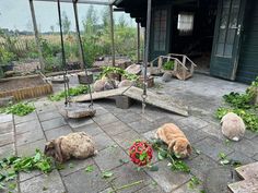 some animals are laying on the ground in an enclosed area with plants and flowers around them