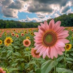 a field full of sunflowers under a cloudy sky