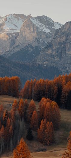 the mountains are covered in snow and orange trees