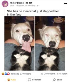 two pictures of a dog and cat with caption that reads, when you're minding your own business and then haven meets earth like a sloppy wet kiss