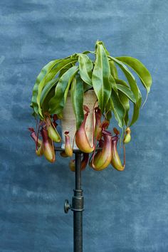 a plant that is growing out of a light fixture with leaves on it and flowers hanging from the top