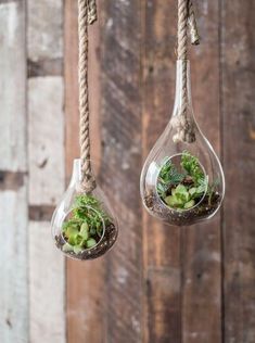 two hanging glass vases with plants in them