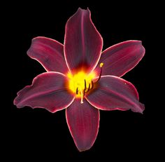 a red flower with yellow stamen on it's center is shown in the dark