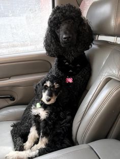 two poodles sitting in the back seat of a car, one is black