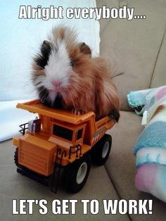 a hamster is sitting on top of a toy truck that says, alright everybody let's get to work