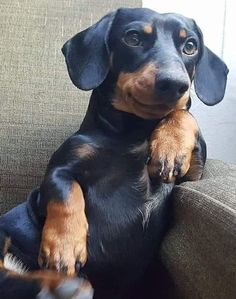 a black and brown dachshund sitting on its hind legs looking at the camera