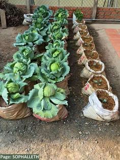 several bags filled with plants sitting on the ground