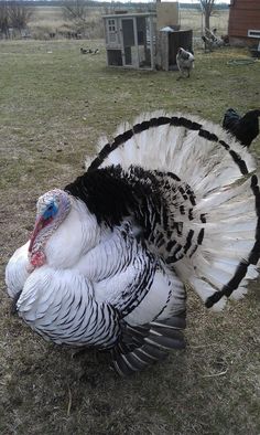 a large white and black turkey standing in the grass