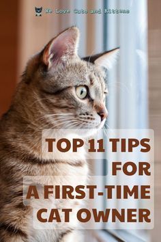 a cat sitting on top of a window sill with the words top 11 tips for a first - time cat owner