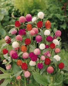 a bunch of flowers that are growing in the grass with leaves on top of them