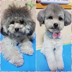 two small dogs sitting next to each other on top of a blue mat in front of a pink and white checkered wall