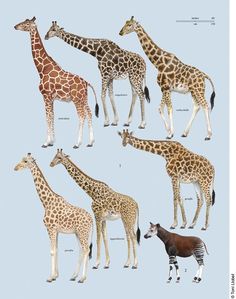 a group of giraffes standing next to each other on a blue background