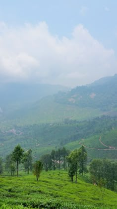 two cows grazing in the middle of a lush green field with mountains in the background