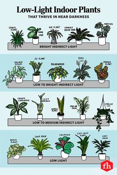 the different types of houseplants and how they are used to care for them