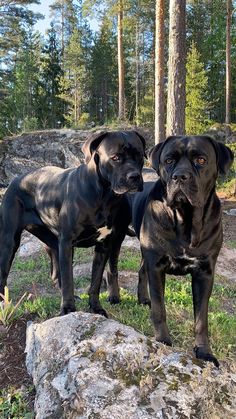 two large black dogs standing next to each other on a grass covered field with trees in the background